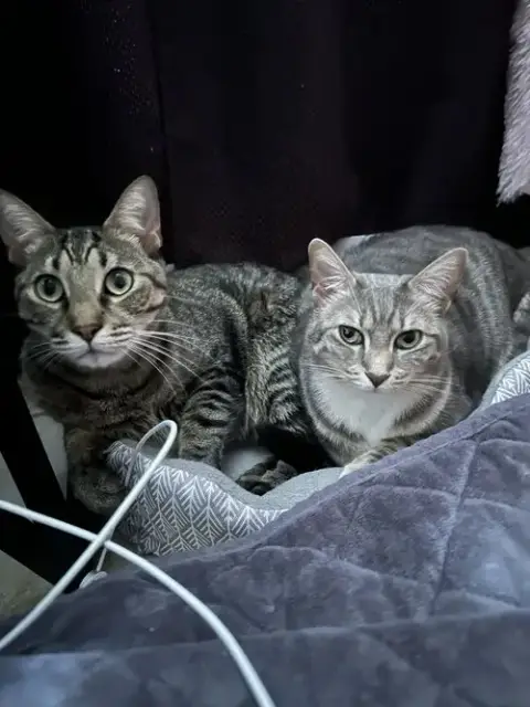 Courtesy Post: Shelby & Marty photo 4