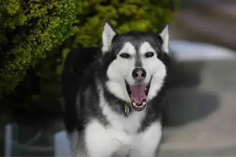 Prancer photo 2