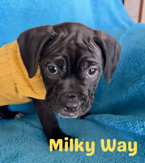 Milky Way