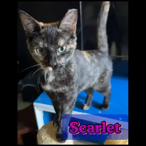 Scarlet