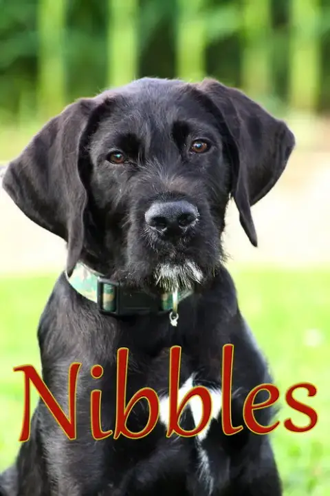 Nibbles photo 2