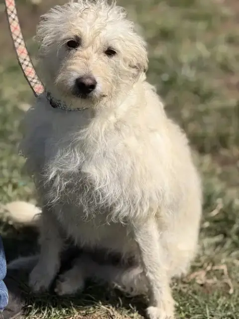 Macy photo 4