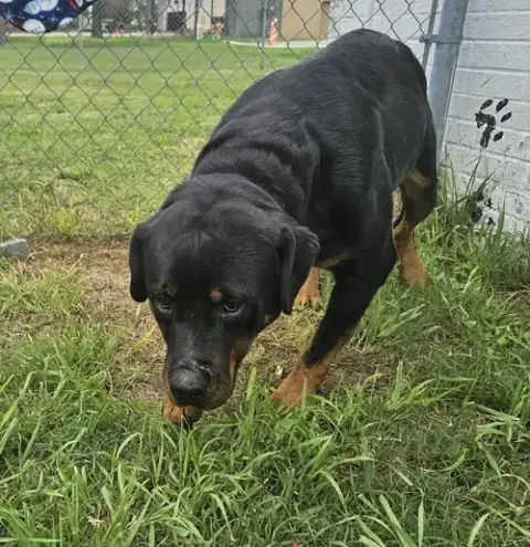 Jada photo 4