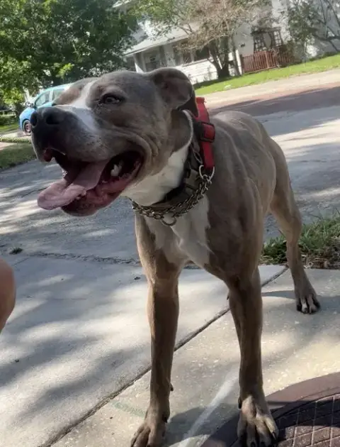 Buddy photo 2