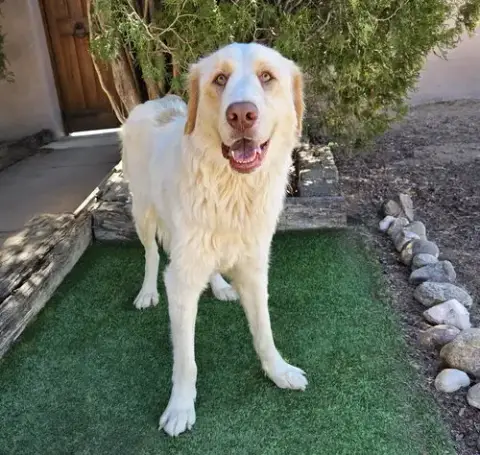 Faithful Ms Felicia ~ Lovely Labra Pyr Lady photo 2