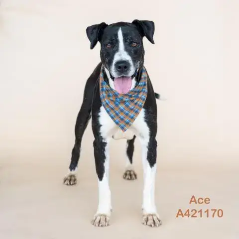 Ace