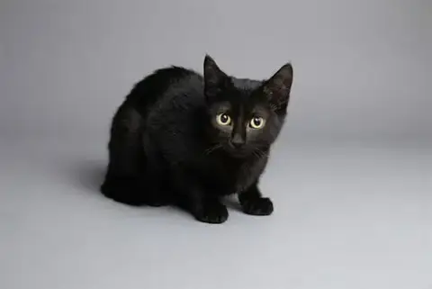 Blacky