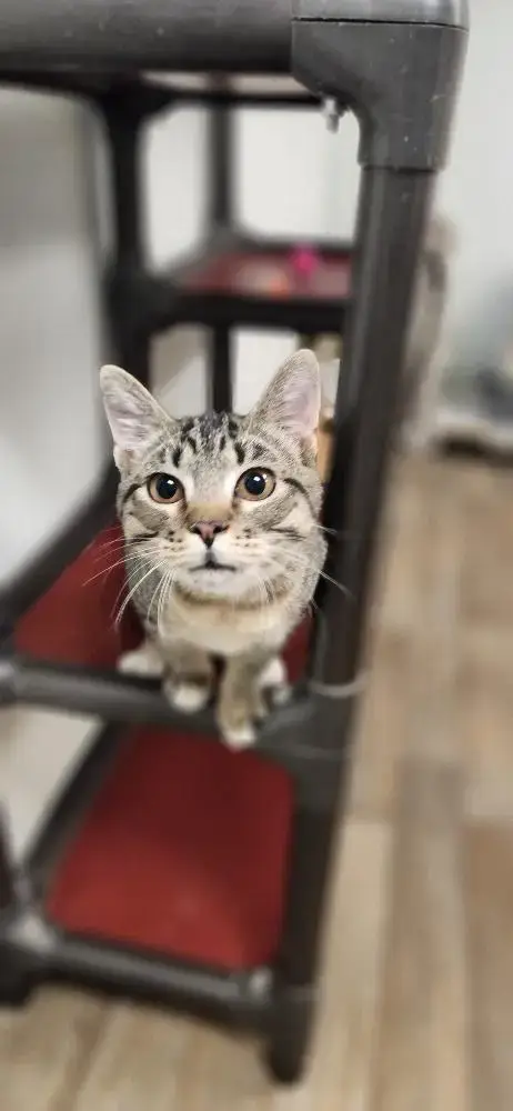 Cat 27449