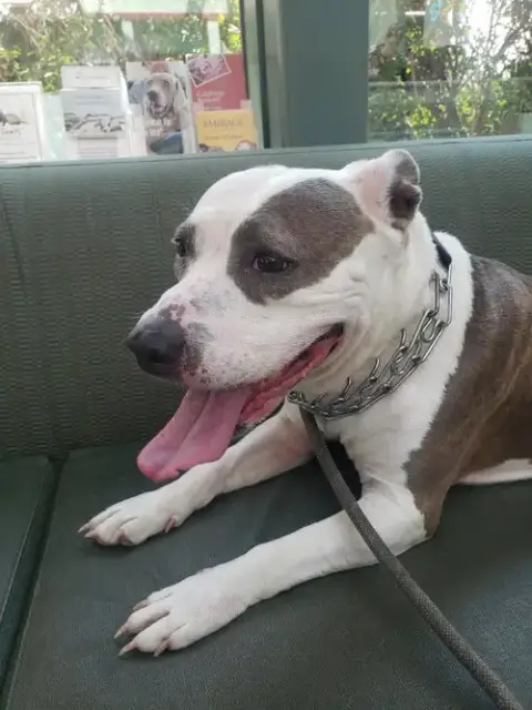 Dixie photo 3