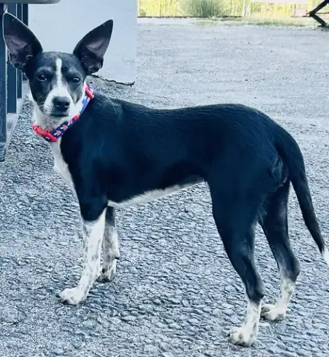 Angel Rat Terrier photo 2