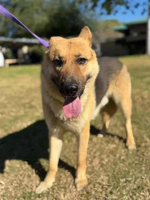 Gunner