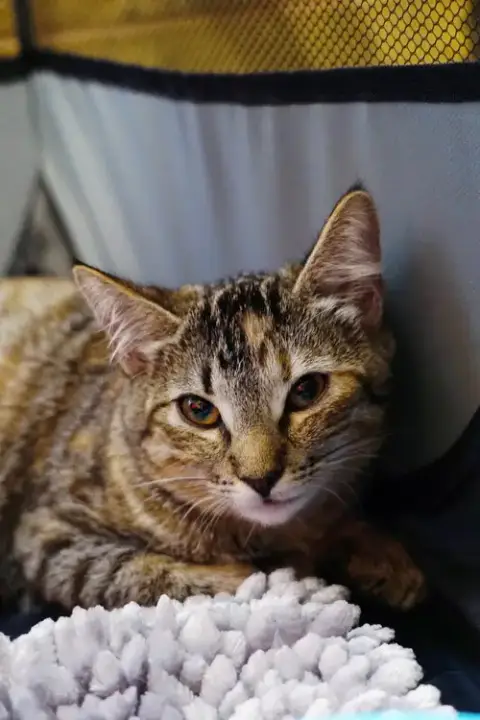 Snickers photo 4