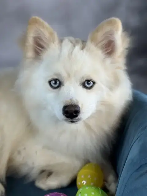 Arctic Blue photo 3