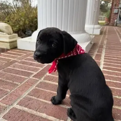 Scout photo 2