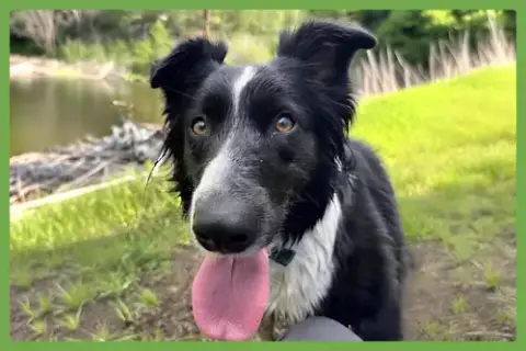 Inti