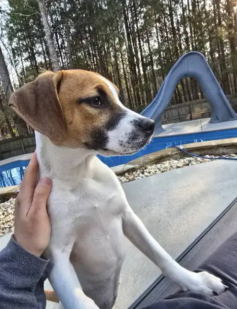 Peanut