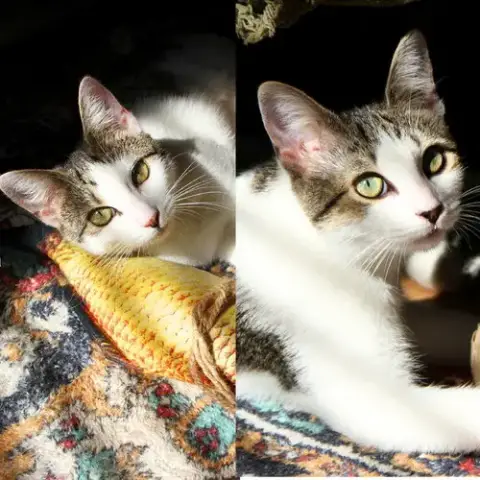 Josie & Luna