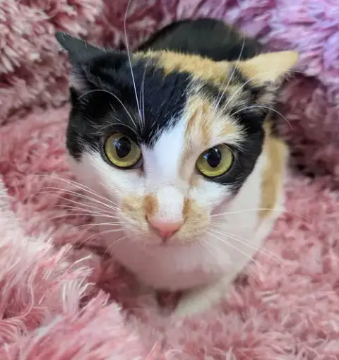 Chloe