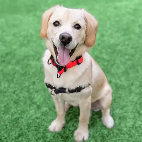Sanji The Puppy!