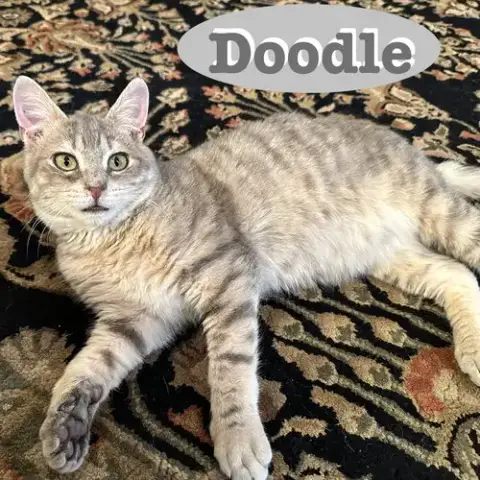 Doodle photo 4