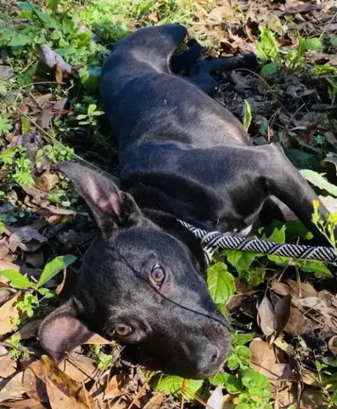 Brandy photo 5