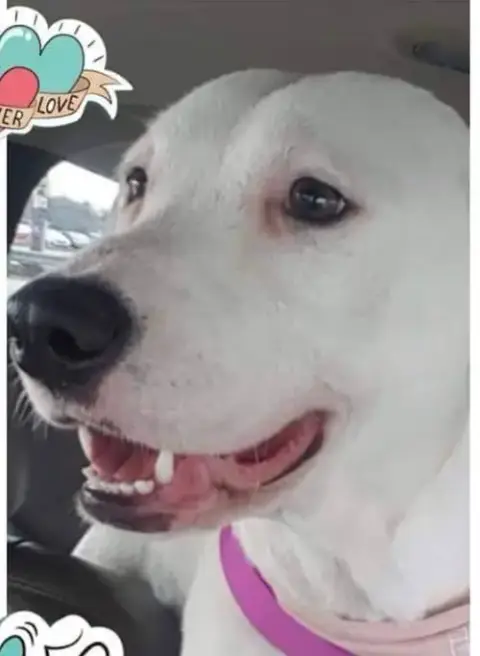 Piper