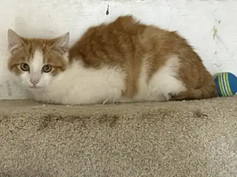 Kitten Rusty photo 3