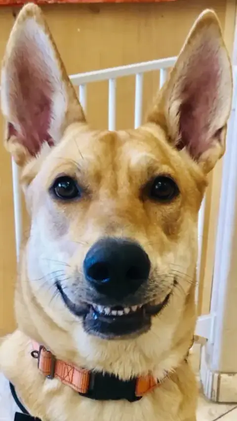 Dixie