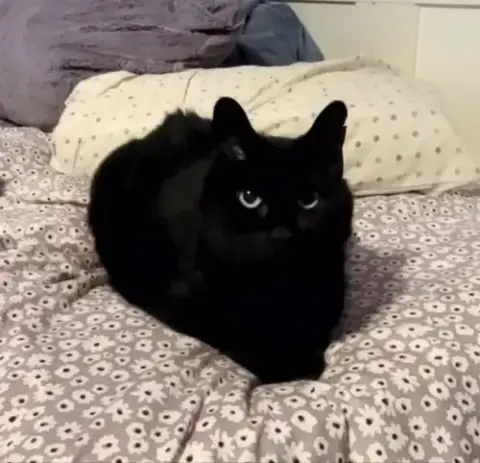 Moe