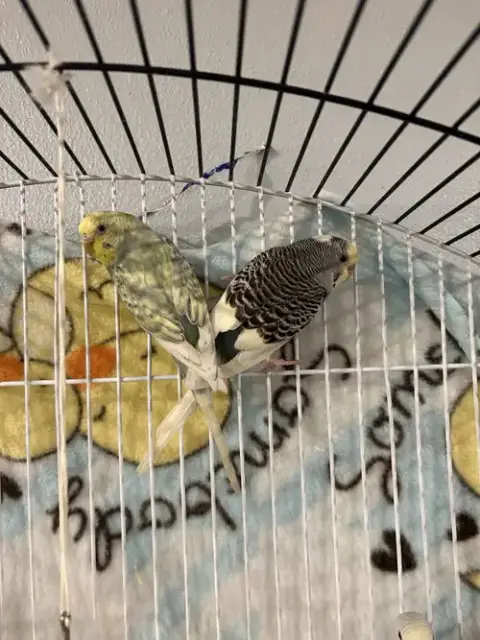Parakeets photo 5