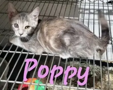 Poppy photo 2