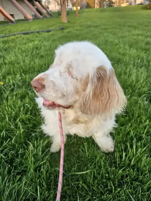 Phoebe