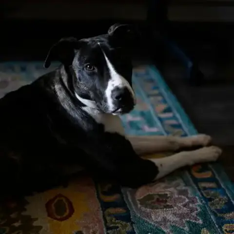 Harper photo 2