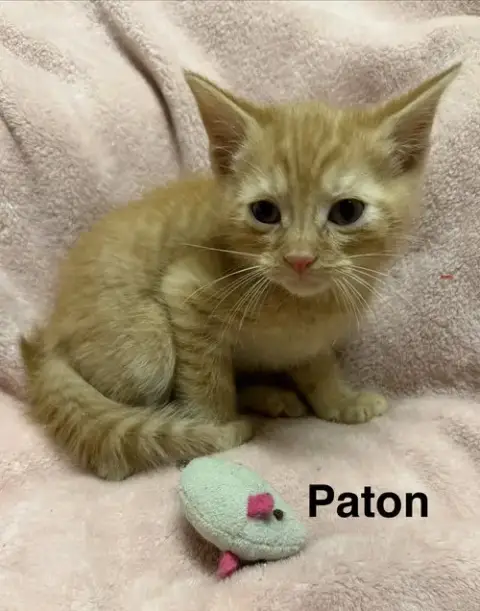 Patton photo 2
