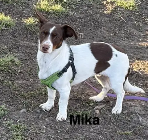 Mika