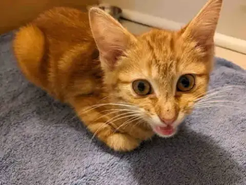Chester