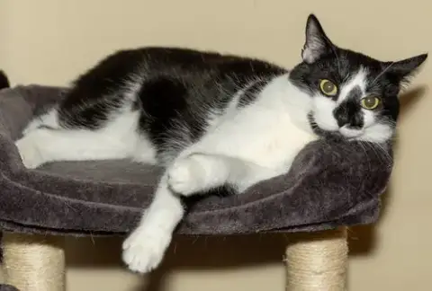 Biscuit Catio photo 3