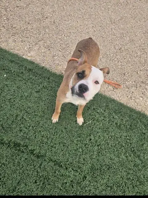 Jada