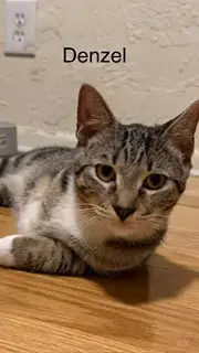 Denzel