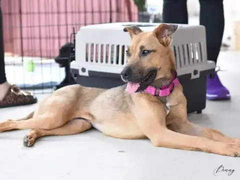 Penny photo 3