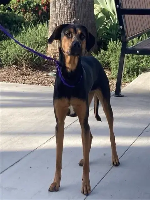 Cardi