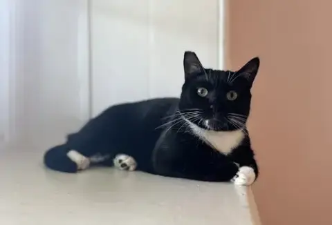 Scampi