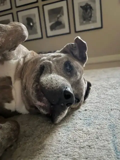 Rosie photo 5