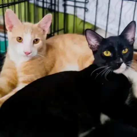 Oats & Obi #Bonded-Brothers photo 3
