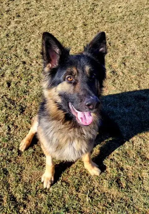 Pound Dog-Ben #188239-Courtesy Listing photo 3