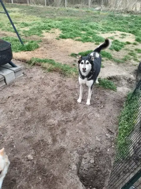 Luna photo 2