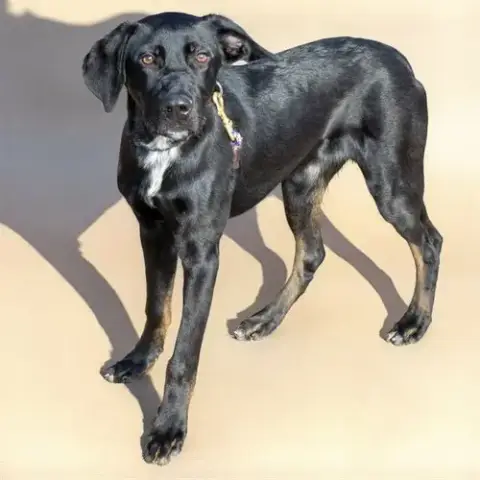 Duke