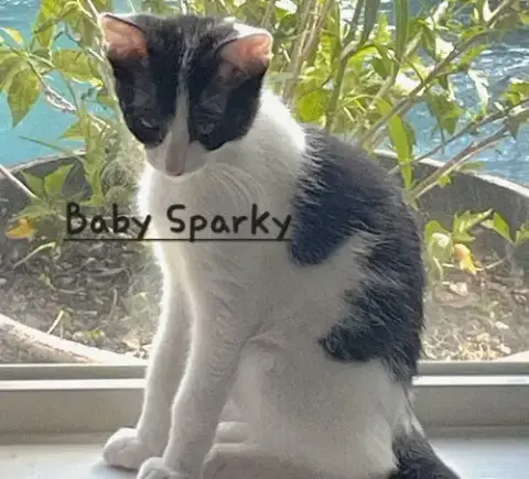 Baby Sparky #Litter-Of-10 photo 2