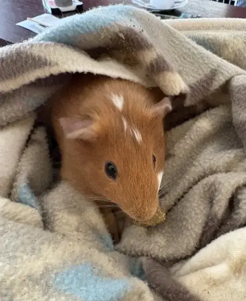 Carmela
