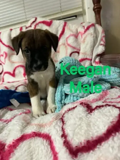 Keegan